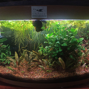 Mon aquarium à Channa bleheri