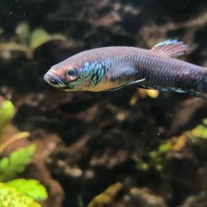 Betta sp. antuta