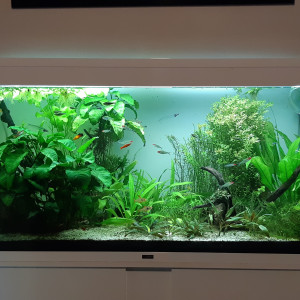 Publication de Anubiadamidum