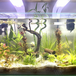Aquarium bords arrondie