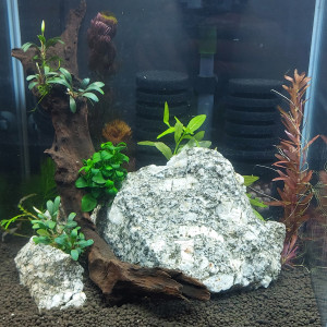 Bac caridina