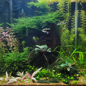 Nano 30l