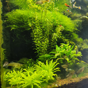 Lido 120