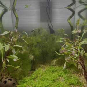 nano aqua