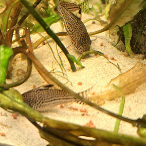 Corydoras julii trilineatus