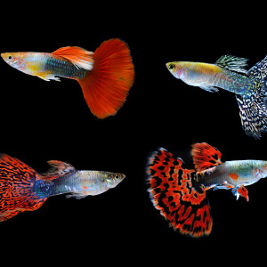 Lot de 20 guppys