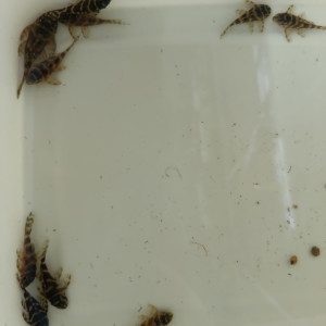 Hypancistrus L340