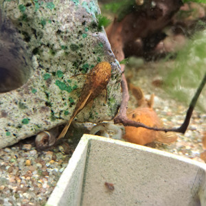 Ancistrus orange et noir