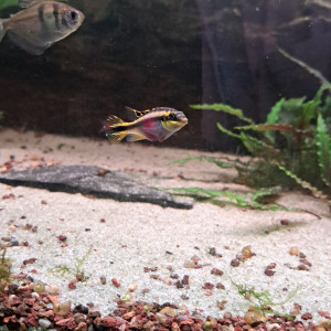 Échange Pelvicachromis pulcher