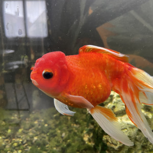 Don de poissons japonais