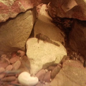 Vide aquarium