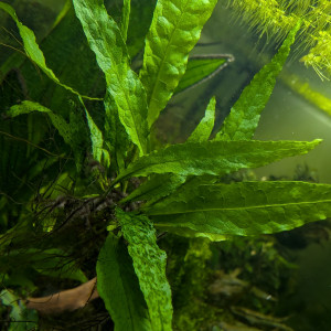 Fougère de java/microsorum pteropus