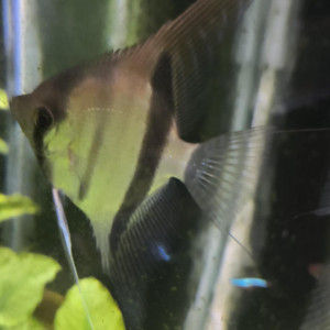 Disponible deux scalaire manacaparu