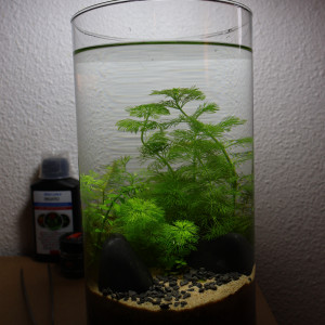 Publication de FrenchieFishi