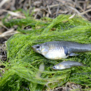 Poisson anti-moustique