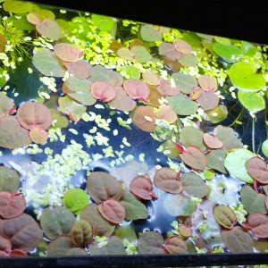 Phyllanthus fluitans