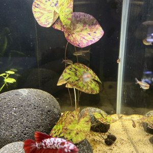 Publication de MamZ-L94