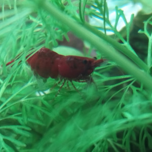 Publication de Olivier1977