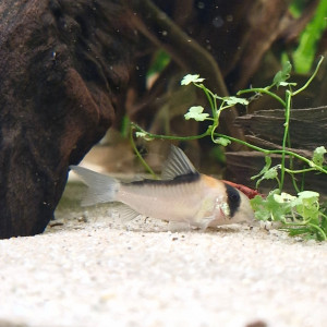 Publication de Catalpa
