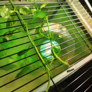 Bouture de plantes aquatique