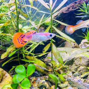 Publication de Tiffanissart