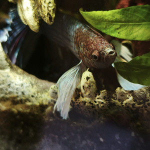 Publication de MamZ-L94