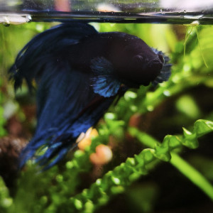 Publication de MamZ-L94