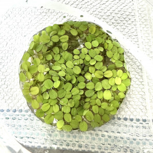 Lot de 10 petites Salvinie, plantes flottantes