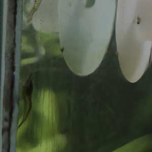 Publication de Surimi