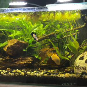 Publication de MamZ-L94