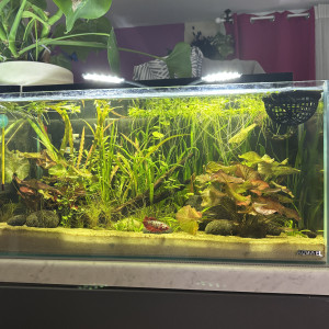 Tank AQUAEL 60 Khéops