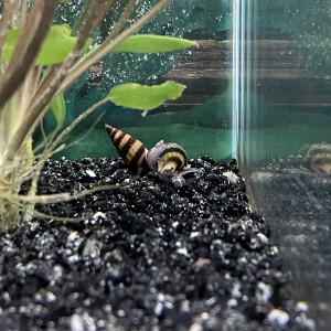 Escargots Helena (mangeur d'escargots)