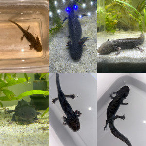 Axolotl La Rochelle Vendée Niort 17/85/79