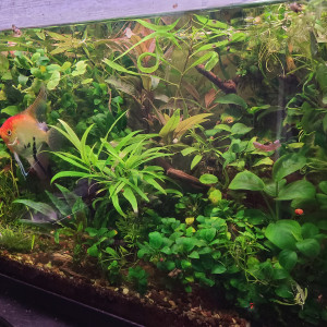 Publication de laurent-galichet