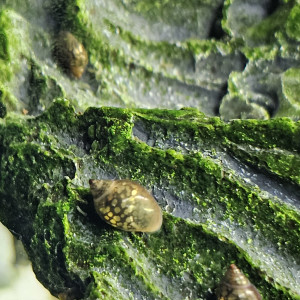 Escargots Physe (Physa)