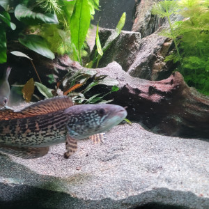 Channa aurantimaculata