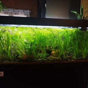 Publication de Orion07