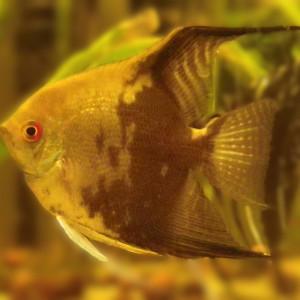 Publication de axelBRN