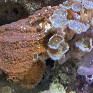 montipora rouge