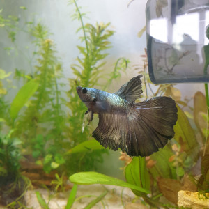 Publication de Lolita89