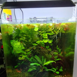 Publication de Olivier1977