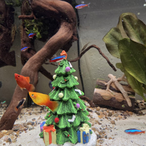 Publication de Rabaud