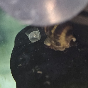 Publication de Natu9110