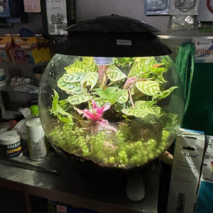 Publication de Gulliver