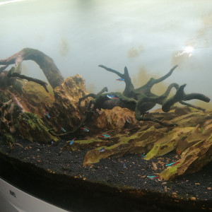 Publication de Barbu62