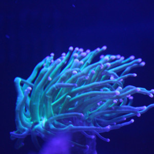 Publication de Sokaris