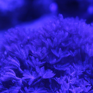 Publication de Sokaris