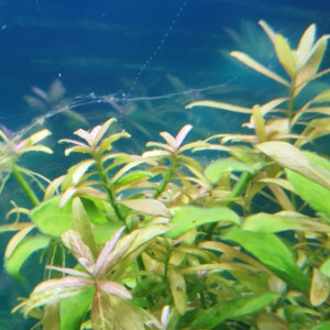 Publication de Lgn02