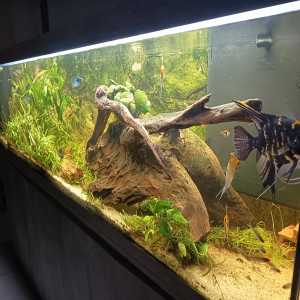 Publication de imhotep