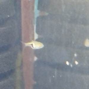 Publication de Olivier1977